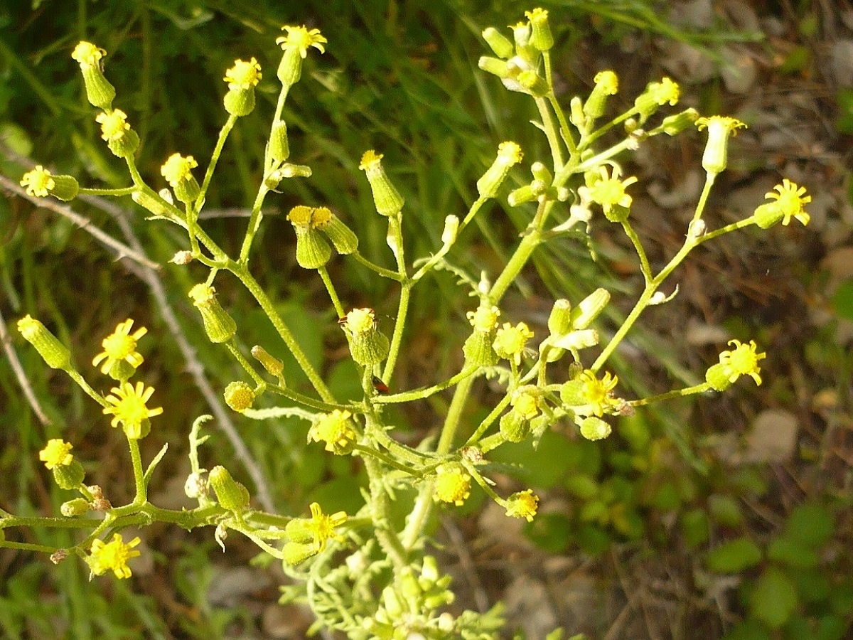 Senecio sylvaticus (Asteraceae)